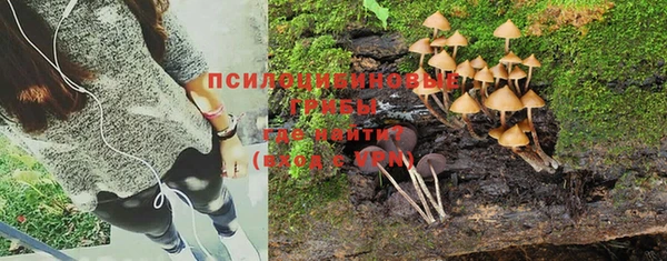 стаф Бородино